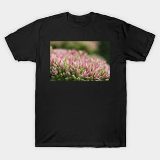 Sedum T-Shirt